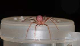 Attenzione al morso del ragno violino: come riconoscerlo