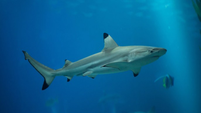 Nel Mediterraneo è a rischio oltre la metà della specie di squali