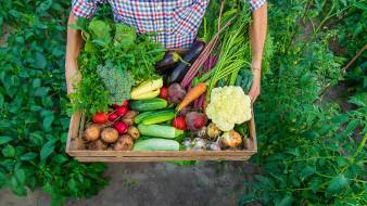 Alimentazione sostenibile