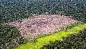 Fermato il piano Bolsonaro: nuova vita per la foresta Amazzonica