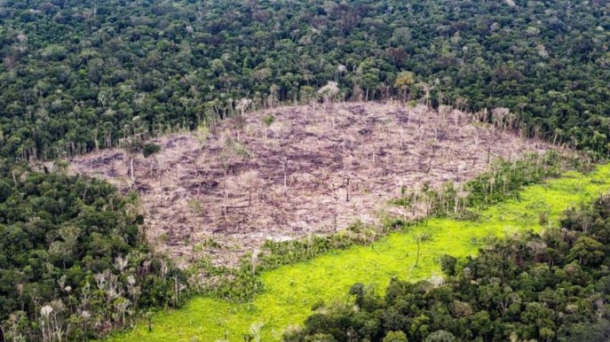Fermato il piano Bolsonaro: nuova vita per la foresta Amazzonica