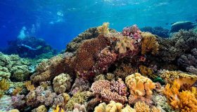 Il progetto per salvare la barriera corallina grazie alla curcuma
