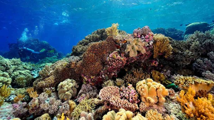 Il progetto per salvare la barriera corallina grazie alla curcuma