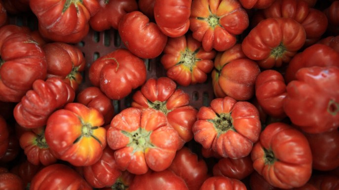 Il pomodoro italiano rischia grosso (e costa tanto): cosa sta succedendo