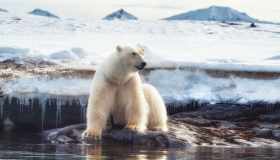 C’è un legame diretto tra l’inquinamento e la sopravvivenza degli orsi polari