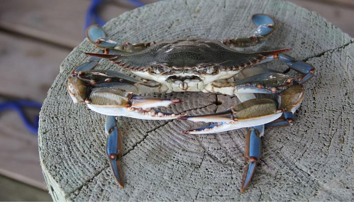 Invasione granchi blu: potrebbero essere usati per l’asfalto