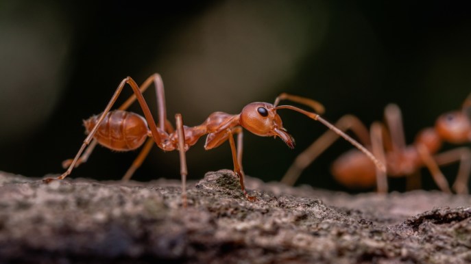 Allarme per la formica di fuoco in Italia: quali rischi