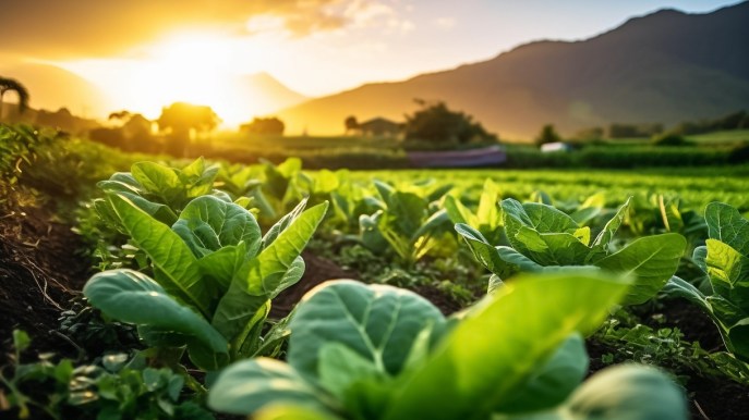 Giornata Mondiale per l’Alimentazione: “Ecco come il suolo fa da magazzino di carbonio”
