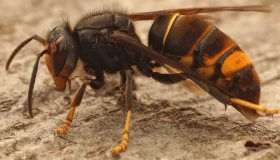 Allarme Vespa velutina in Italia: cosa provoca