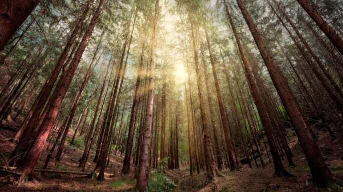 Giornata degli alberi, come le foreste possono combattere, veramente, il cambiamento climatico
