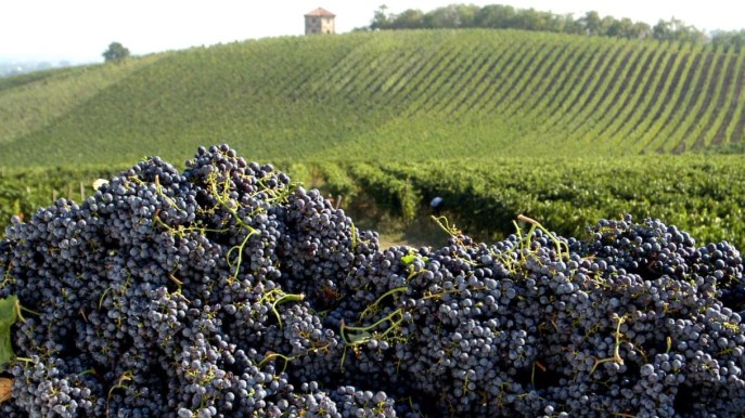 L’Italia perde il primato sul vino dopo 9 anni: chi l’ha superata