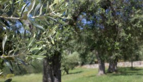 Olio d’oliva e sostenibilità, l’Umbria laboratorio tra tradizione e innovazione