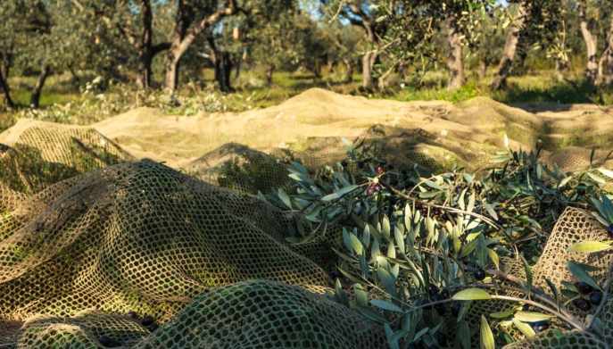sostenibilità raccolta olive Umbria olivicoltori università istituzioni