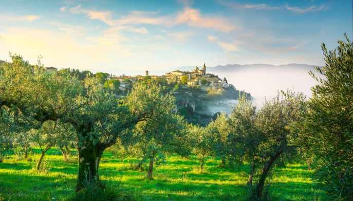sostenibilità olivicoltura umbra olivicoltori università istituzioni fascia olivare Spoleto Assisi