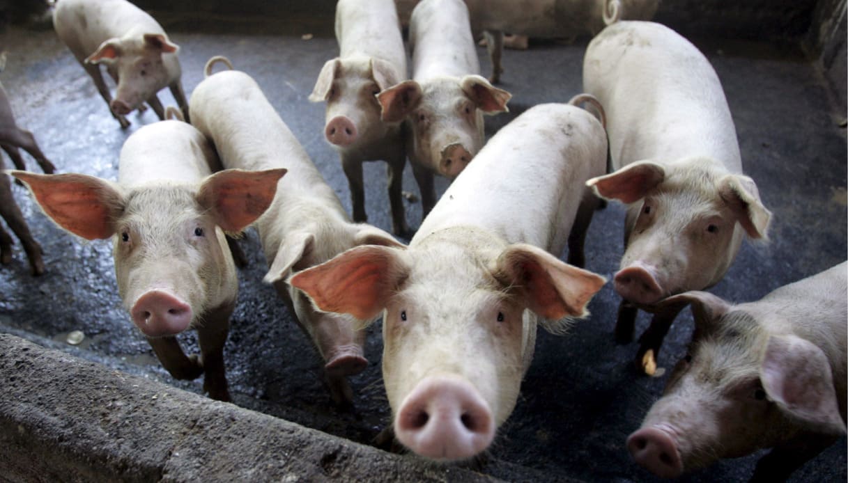 Primo caso di ceppo dell’influenza suina sull’uomo nel Regno Unito: cosa sappiamo