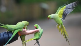Allerta psittacosi dall’Oms dopo 5 vittime in Ue: cos’è la malattia trasmessa dagli uccelli e cosa dicono gli esperti