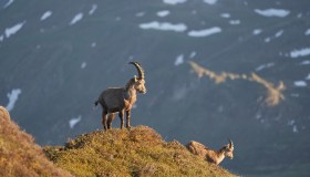 World Wildlife Day, il 3 marzo si celebra la conservazione della flora e della fauna selvatica