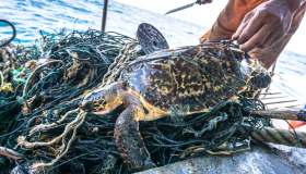 Mangiano carne di tartaruga marina e muoiono intossicati, perché è rischiosa