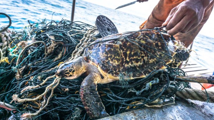 Mangiano carne di tartaruga marina e muoiono intossicati, perché è rischiosa