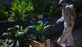 Dengue, verso la peggiore epidemia della storia in America. Italia prima in Europa per casi