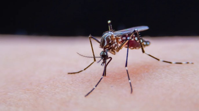 Dengue, ipotesi test in aeroporto per chi arriva da zone a rischio: in arrivo la circolare