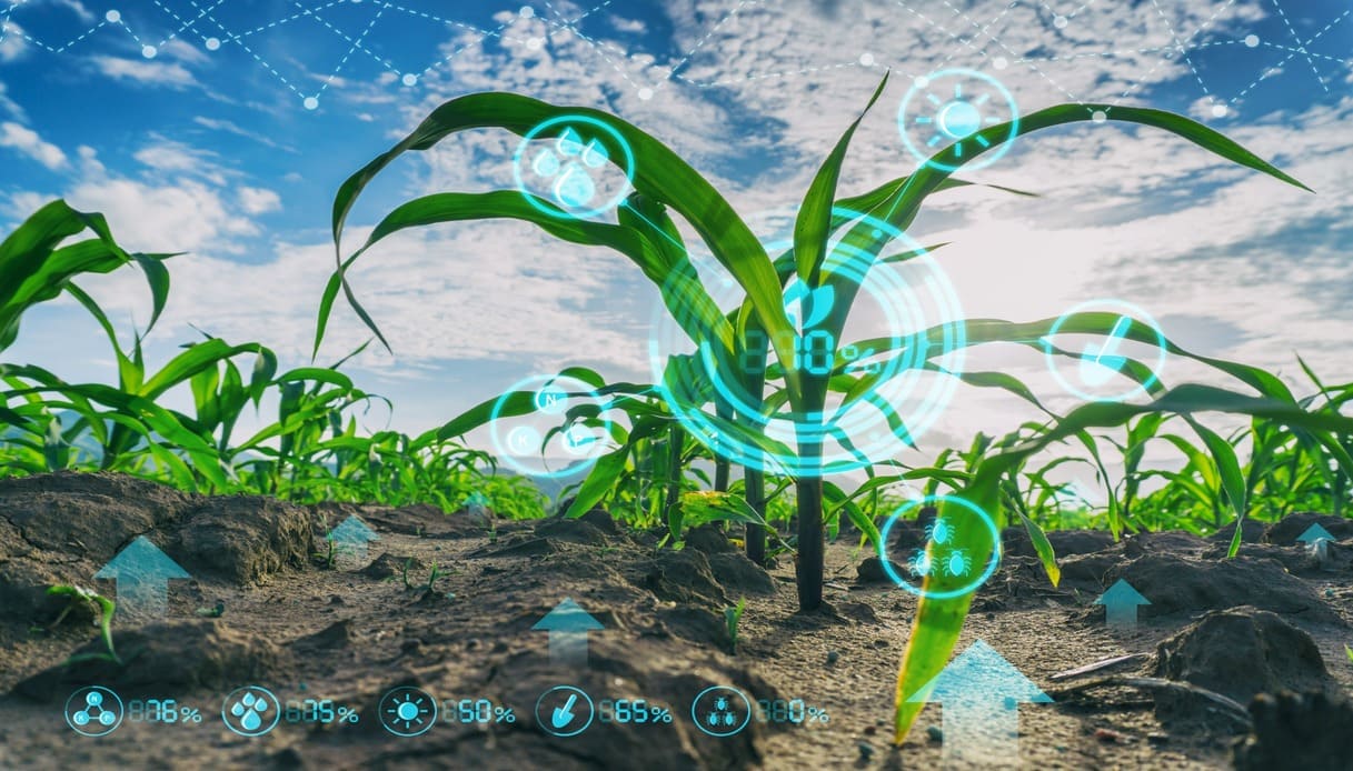 AI e sostenibilità, migliorare l’agricoltura attraverso l’intelligenza artificiale