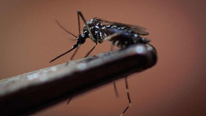 Dengue, spray antizanzare come le mascherine: introvabili e prezzi alle stelle