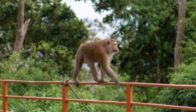 Virus B delle scimmie, primo contagio da uomo: “Mortalità dell’80%, evitare contatti diretti”