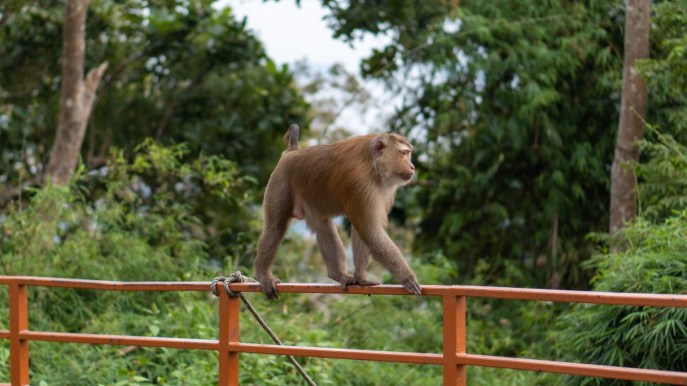 Virus B delle scimmie, primo contagio da uomo: “Mortalità dell’80%, evitare contatti diretti”