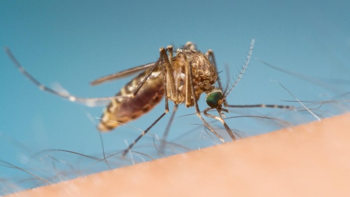 Zanzara della malaria in Puglia, dopo 50 anni torna la Anopheles sacharovi: i veri rischi