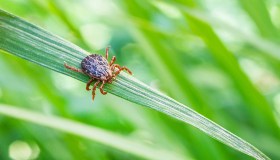 Zecche, come e perché con il morso possono trasmettere malattie e come difendersi