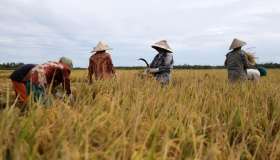 Riso, Coldiretti e Filiera Italia si oppongono al riconoscimento del Basmati Igp pakistano