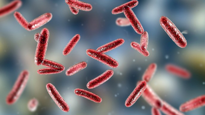 Citrobacter, come si trasmette e cosa succede in caso di infezione