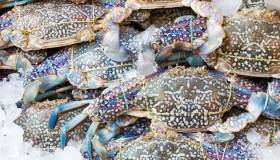 Abbiamo di nuovo un problema col granchio blu in Italia