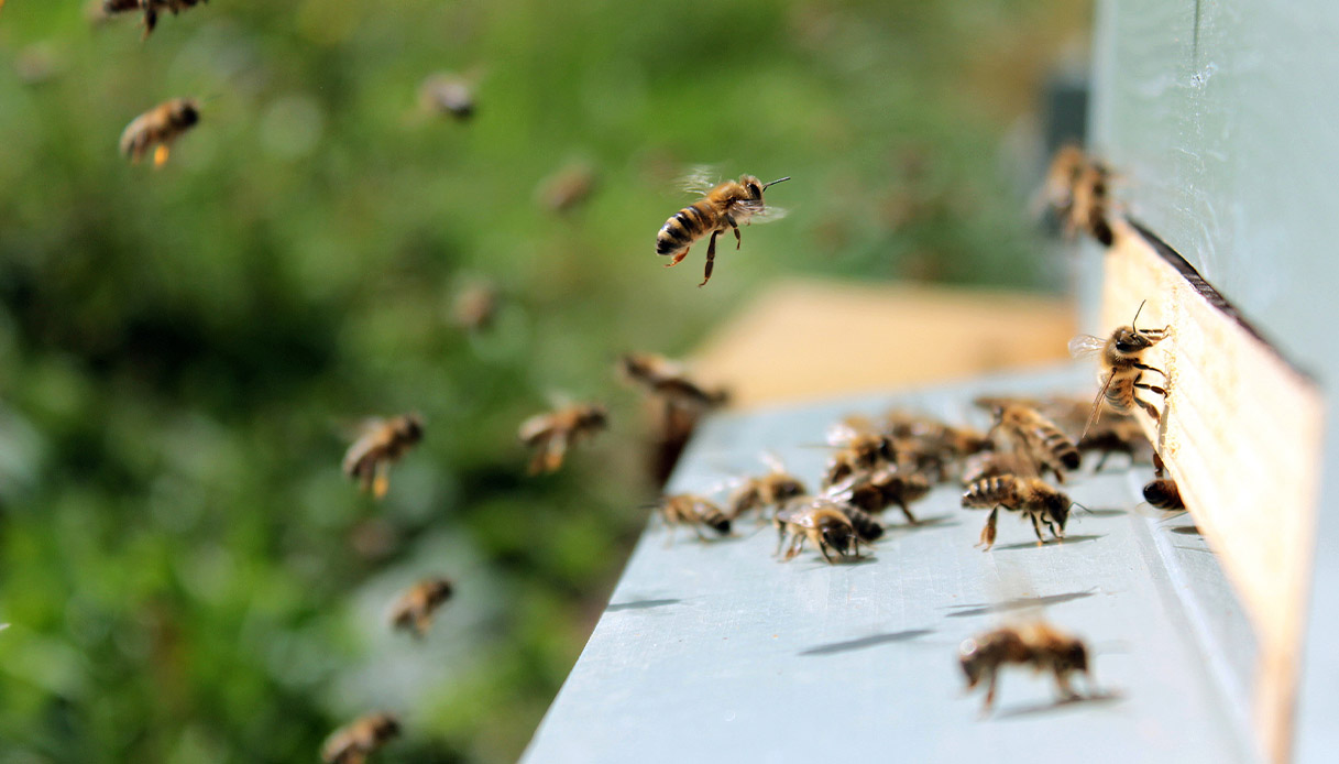 Giornata mondiale delle api, proteggerle per salvare 3 miliardi grazie all’impollinazione