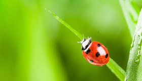 Giornata Mondiale della Biodiversità, l’Italia è leader europeo per le specie animali e vegetali