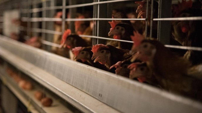 Vaccino contro l’aviaria, l’Unione europea firma un maxi accordo per 665mila dosi