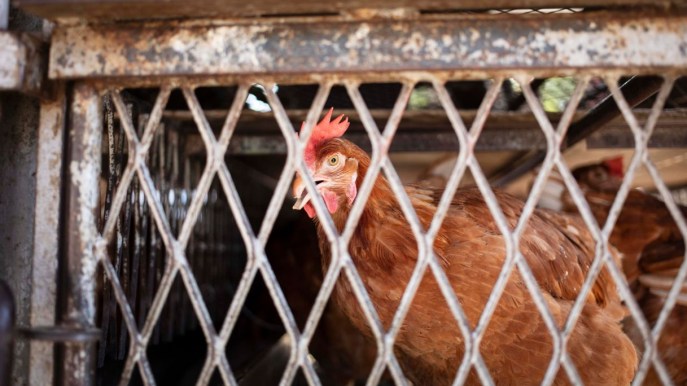L’influenza aviaria fa paura in oriente, bloccate le importazioni di polli dall’Australia