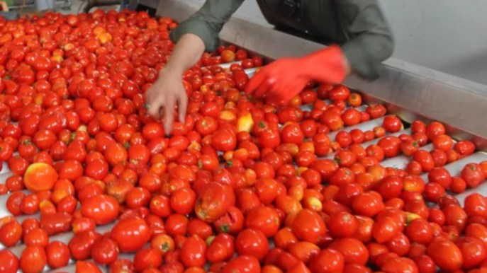 Princes Industrie Alimentari assume a Foggia, mille posizioni aperte da luglio