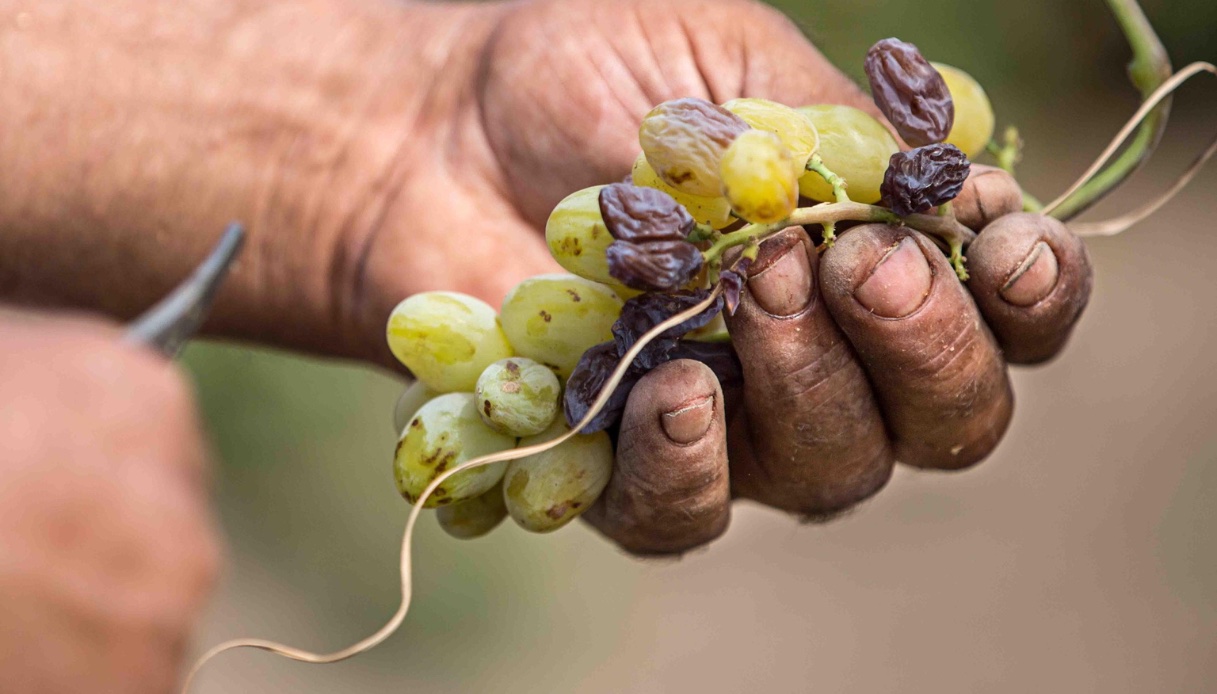 Vendemmia anticipata 