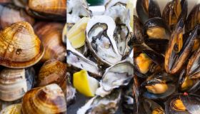 Vongole, cozze e ostriche a rischio: danni per 100 milioni di euro in Italia