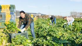 Bonus mamme, poche domande, le lavoratrici con figli lo ignorano: i numeri parlano chiaro