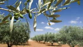 Prezzo olio di oliva ancora in rialzo, cala la produzione in Italia: è colpa del caldo