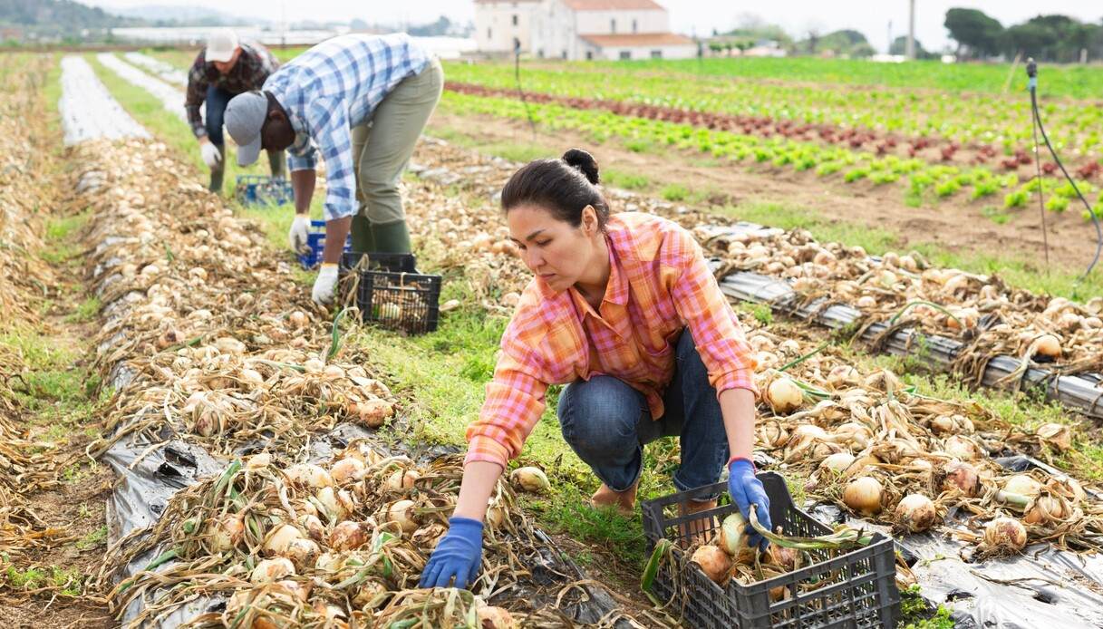 https://quifinanza.it/wp-content/uploads/sites/5/2024/09/agricoltori-che-lavorano-nei-campi.jpg