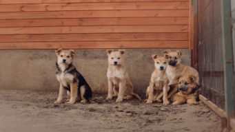 Pensione per cani e gatti, come aprirla