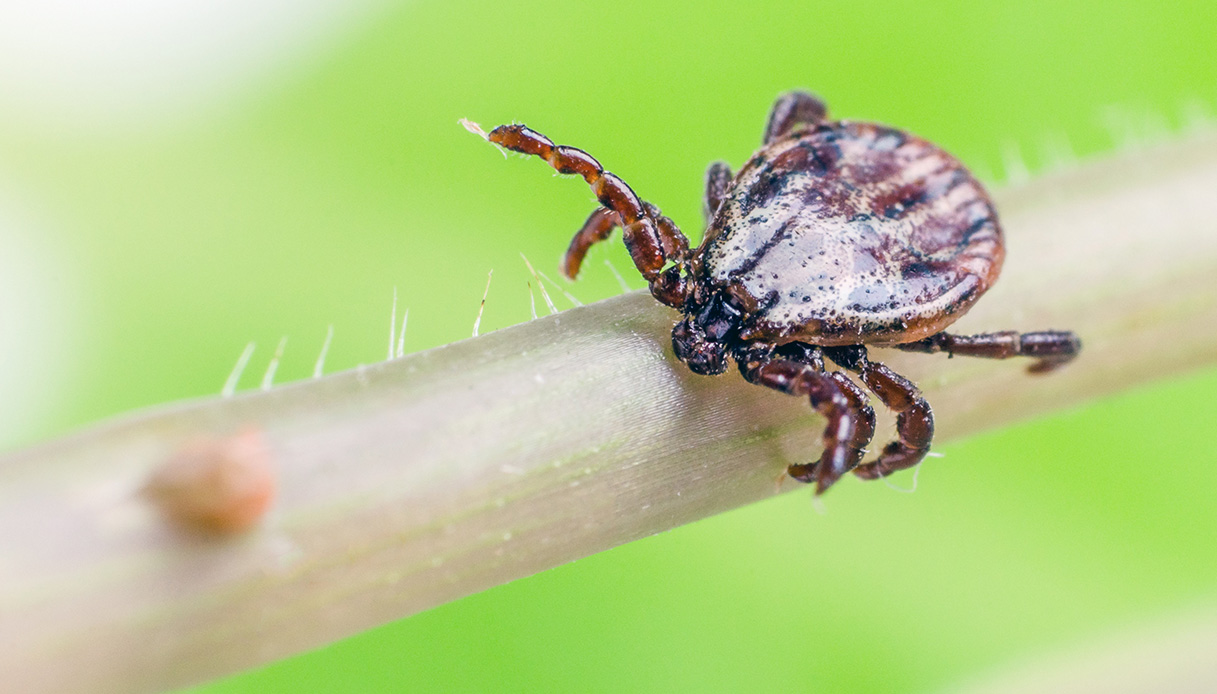 Morso di zecca, cosa sappiamo del nuovo virus Wetland che arriva dalla Cina