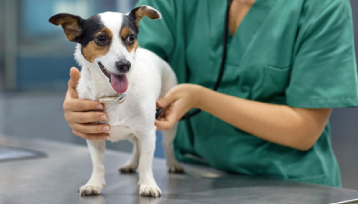 Clinica Veterinaria Il Giglio cerca talenti