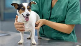 Clinica Veterinaria Il Giglio cerca talenti