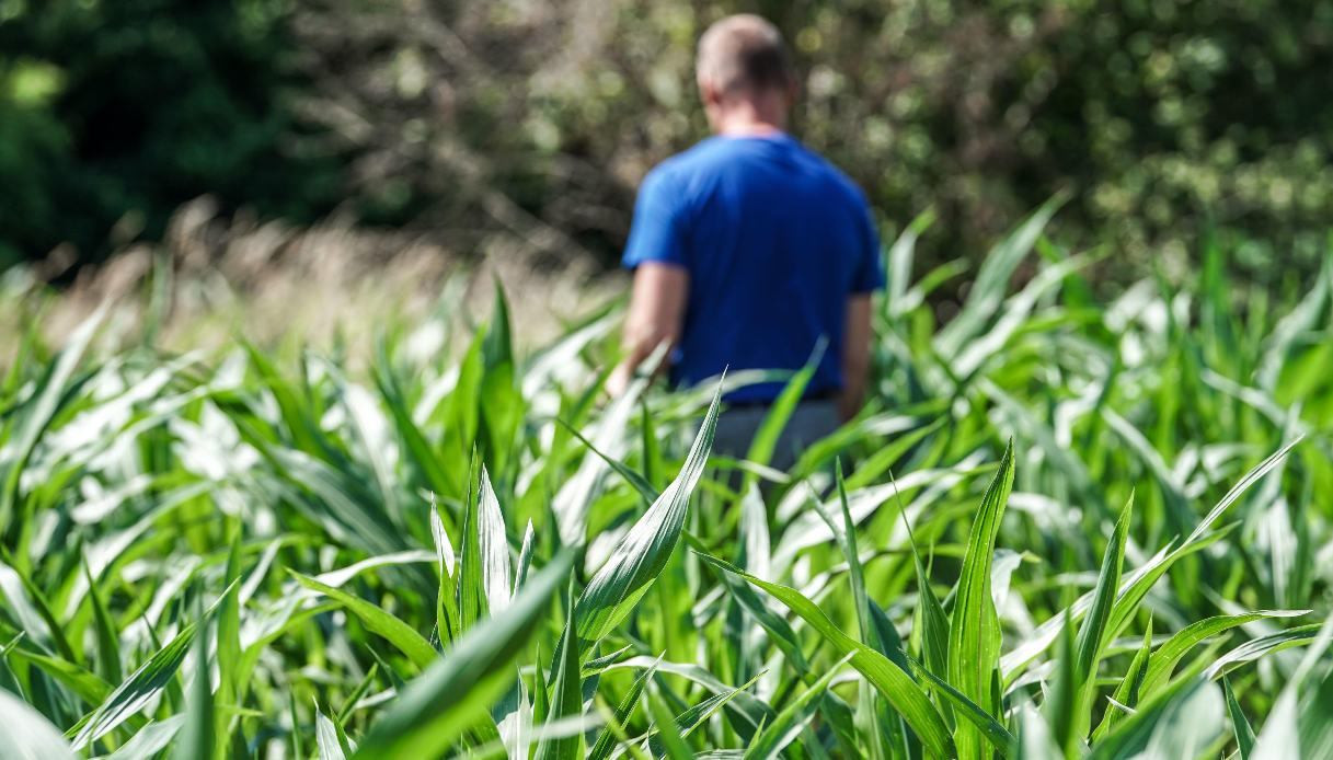 Le ondate di caldo molto forti riducono il prezzo dei beni alimentari