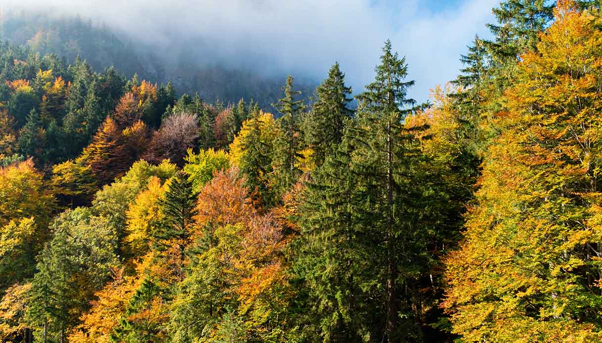 Festa dell’albero 2024, in Italia 5.000 nuovi alberi per un futuro più sostenibile